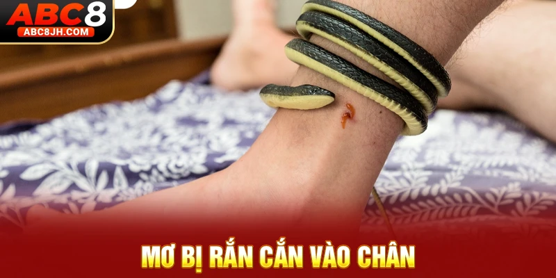 Mơ bị rắn cắn vào chân