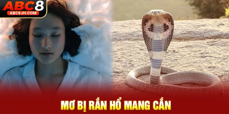 Mơ bị rắn hổ mang cắn